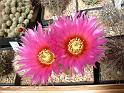 Echinocereus reichenbachii